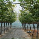 대부해솔길 5코스 이미지