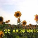 연천 호로고루 해바라기명소 당일치기 가볼만한곳 이미지