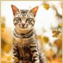 광주24시스카이동물메디컬센터 | 광주24시스카이동물메디컬센터에서 반려동물 건강 케어 경험기