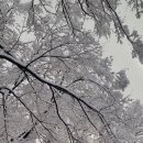 눈꽃이피다 이미지