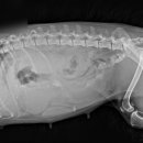 진리동물병원 이미지