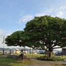 수군 절도사 신광익 선정비 이미지