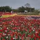 튤립 이미지