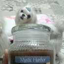 미스틱하버(Mystic Harbor) 이미지