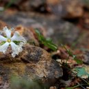 하늘타리 이미지