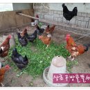 방골농장 이미지