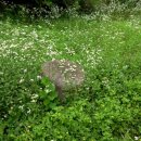 국곡리 입석 이미지