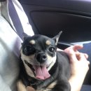 개귀여워 이미지