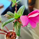 인도변 화단 이미지