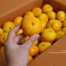 양지청과 이미지