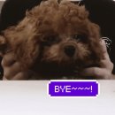 구띠 이미지