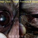 선닥터동물병원 이미지