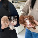 뉴페이스 이미지