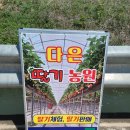 경북 고령 아이들과 가기좋은 딸기따기체험 다은딸기농원 방문후기~!