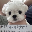 카카오 이미지