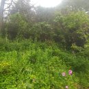 곰솔부동산공인중개사사무소 이미지