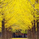 7080잔치국수 이미지