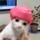 레오파트，클레오파트라 이미지