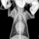 채플린동물병원 이미지