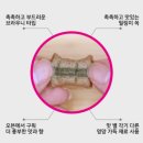 8월의 강아지 | “고양이·강아지 간식 90% 할인? 비타크레프트 임박상품 후기”