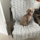 슈퍼코리아태권도장 | 11월 첫째: 아ㅡㅡ 크리스마스 하나도 안 설레네;