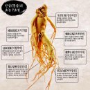 정천인삼 네이버블로그