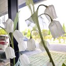 화사 플라워 스튜디오 이미지