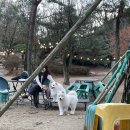 미자애견 이미지