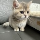 천안고양이 분양 퍼스트캣 본점 이미지