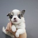 애견가족 이미지