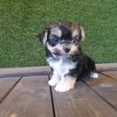 체리쉬독 이미지