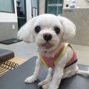 원스동물병원 이미지