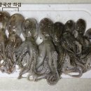 쭈꾸미 - 서구 검단로 842 | 쭈꾸미