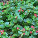 국화호수 이미지