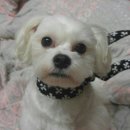 강아지 멋내기 이미지