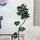 수지로 | 용인 수지 개업화분 후기｜카페 인테리어로 선택한 홍콩야자