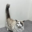 블루랙돌 | 파주 러시안블루,랙돌 고양이 방문 출장미용 후기^^
