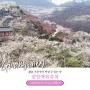 송림테마거리 | [광양] 봄의 전령사 매화, 광양매화축제 후기 (포토존, 먹거리) 🌸