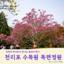 일 년에 단 한 번 - 가드너와 함께 하는 천리포수목원 목련 정원 산책