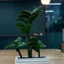 반려식물키우기 이미지