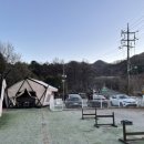 코리아 애견 이미지