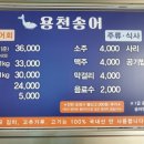 용천송어