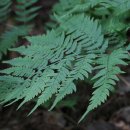 【한국특산식물】 46. 강원고사리 〔Athyrium goeringianum (Kunze) T. Moore〕 이미지