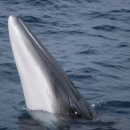 고래반점 이미지