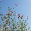 코스모스 이미지