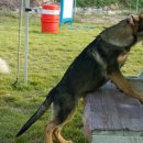 셰퍼트 분양 이미지