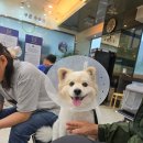 원종동물병원 | 부천 송내역 ㅣ 조규만외과동물병원 ㅣ 슬개골 전방십자인대 TPLO 진료