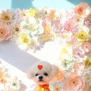 소르베 펫살롱 이미지