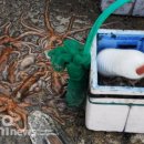 서산갯마을낙지 이미지