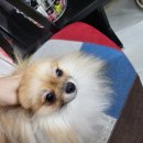 팔도미용실 네이버블로그